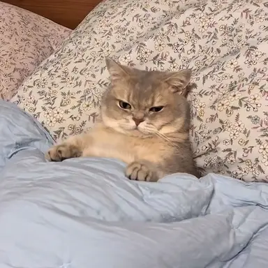 Profile image of 사네미