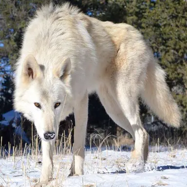 Profile image of 지테