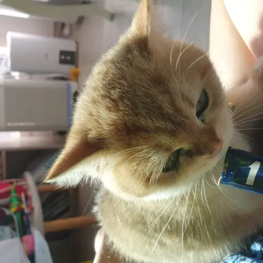 StrongSalt8461의 고양이 쿠키