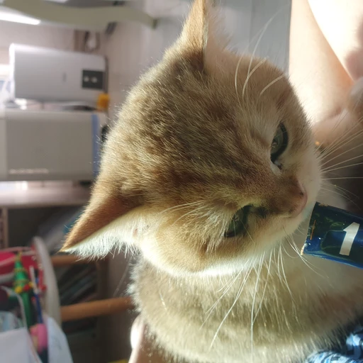 고양이 쿠키
