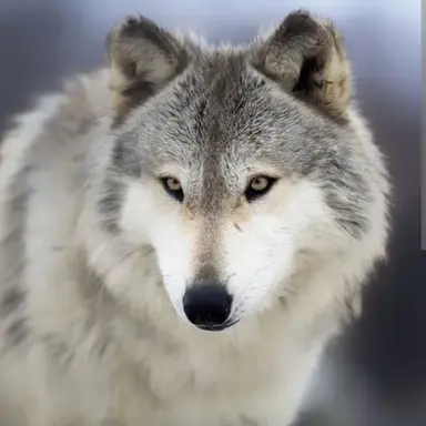 Profile image of 늑대