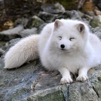 Кирилл