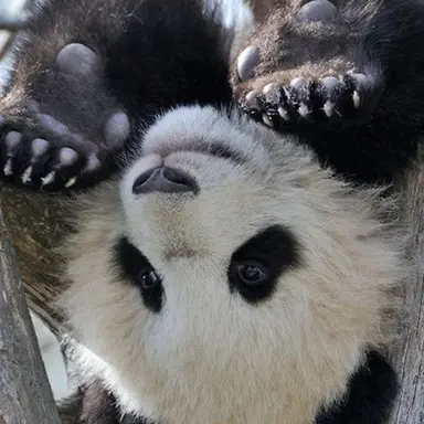 Profile image of 판다월드