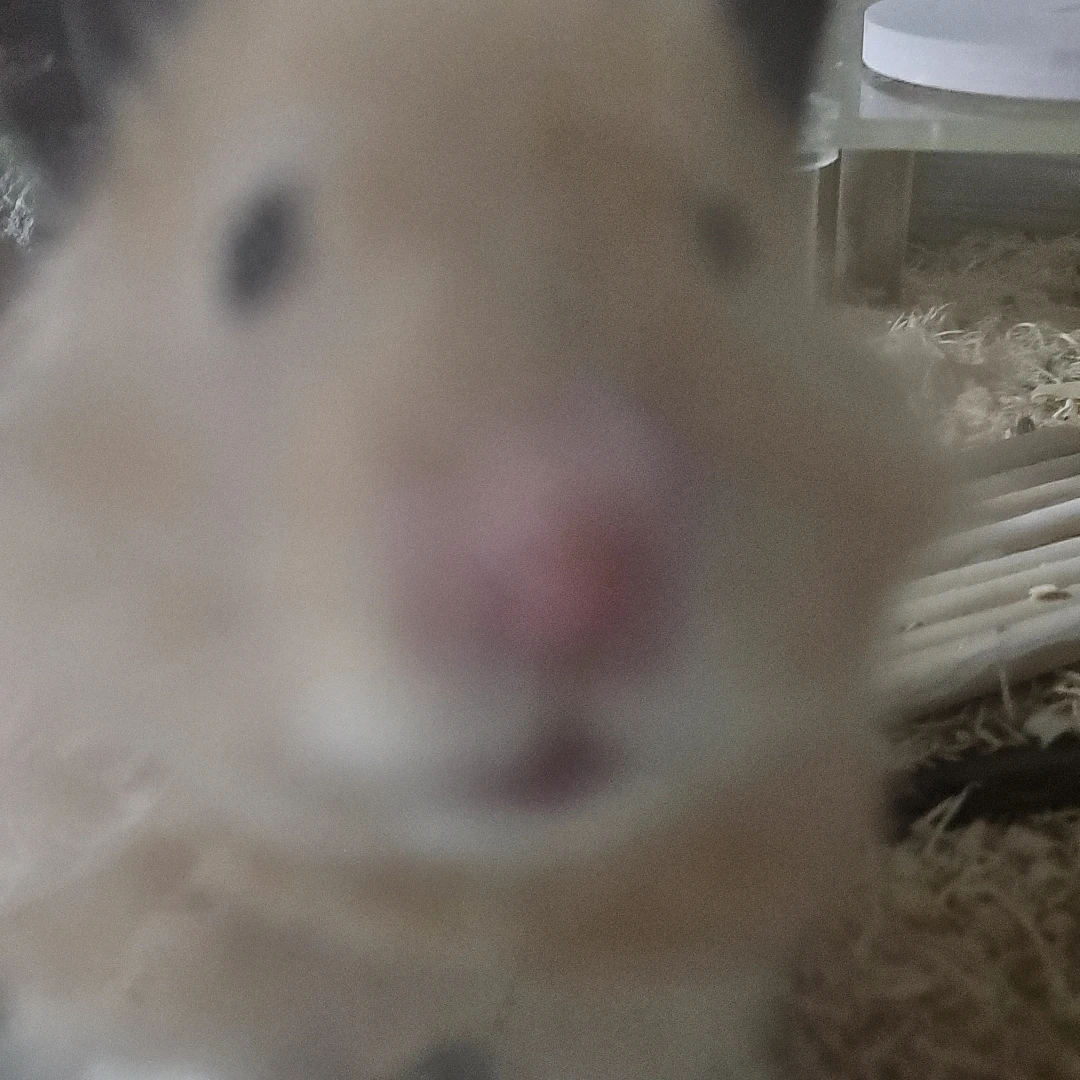 겐