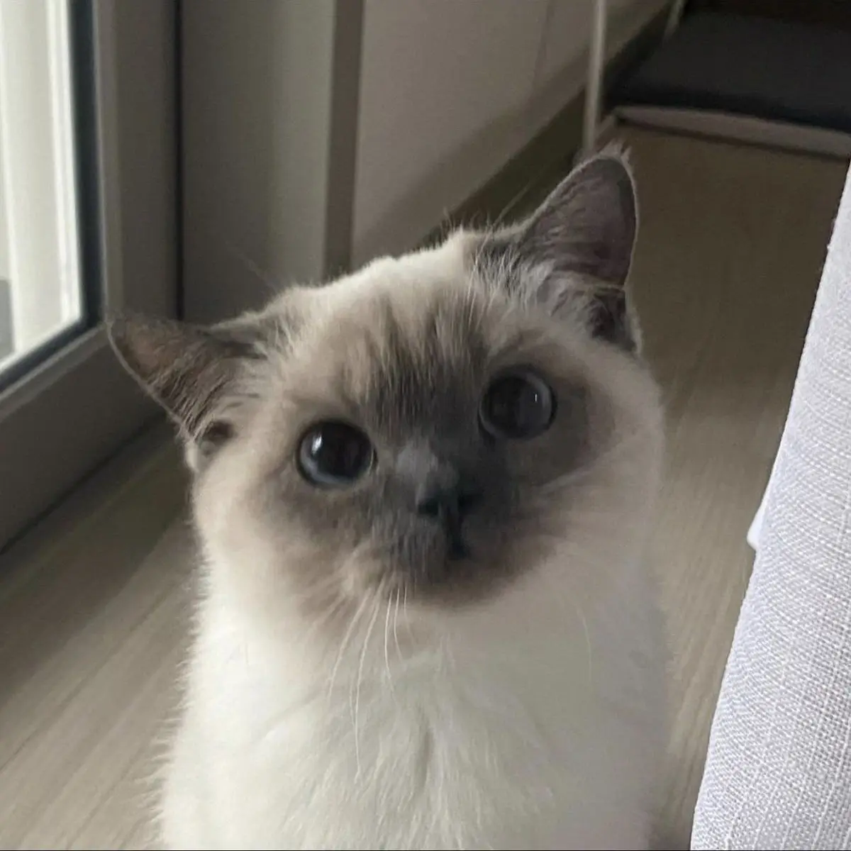 Gatcha_의 최상엽