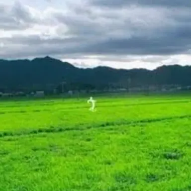 Profile image of くねくね