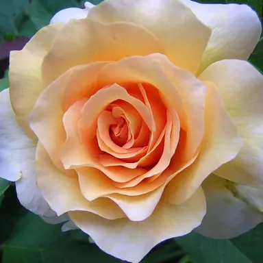 Profile image of 덕개