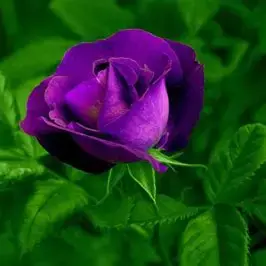 Profile image of 수현