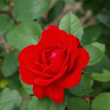 Profile image of 라더