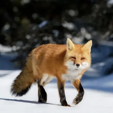 Profile image of 여우