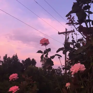 Profile image of 김일영