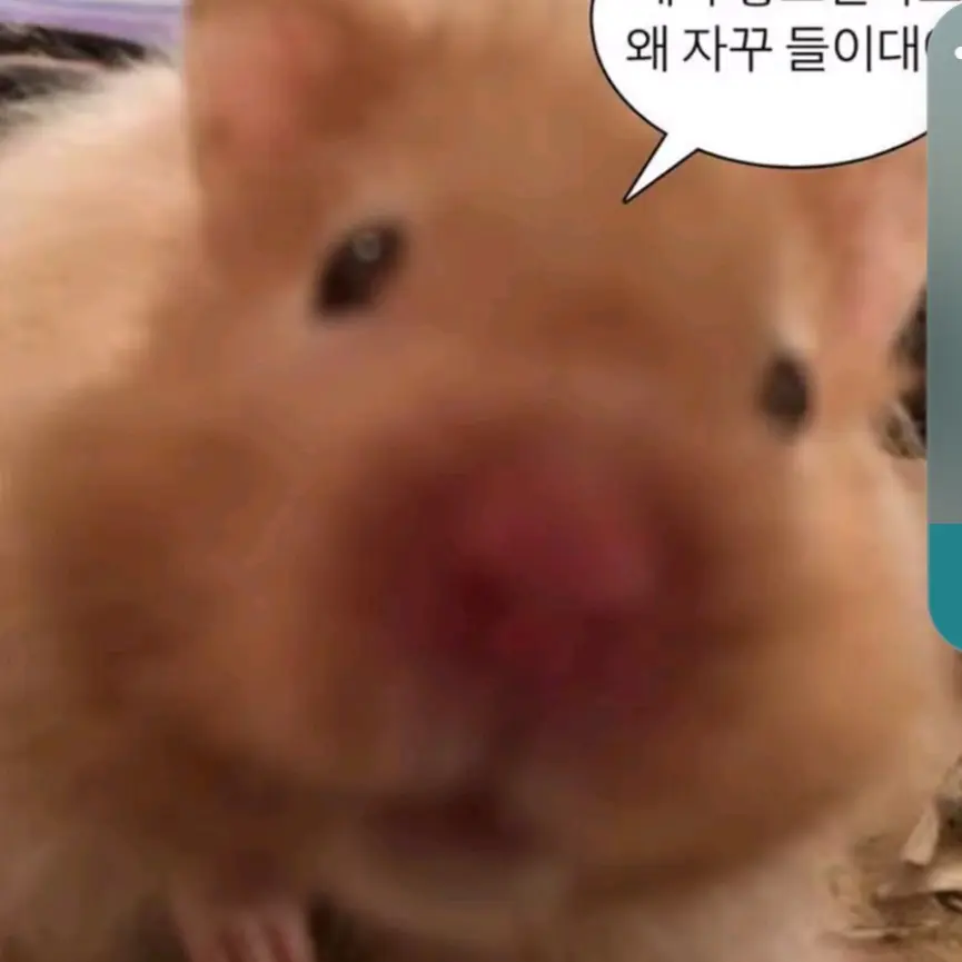 HarshCoral7162의 보육원