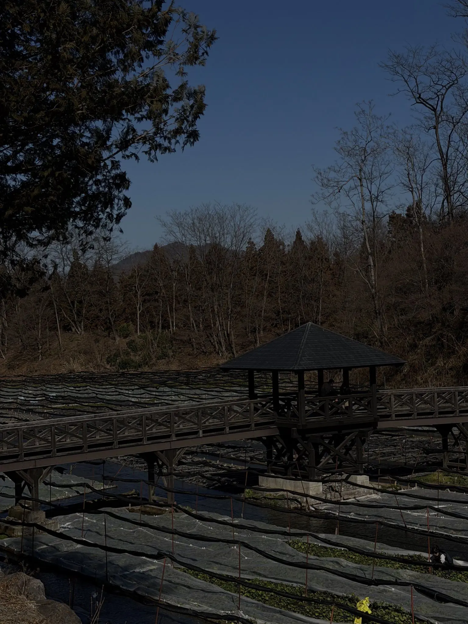 nskr1107의 ねこみたいになった君