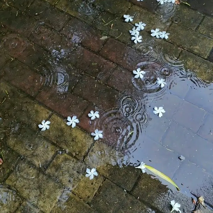 MauveCrest2665의 서방