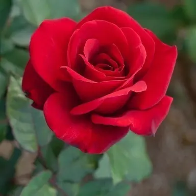 Profile image of 라더 경사