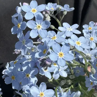 Profile image of 잠뜰 경위