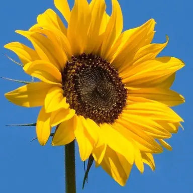 Profile image of 김준엽 경장