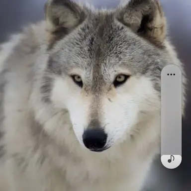 Profile image of 늑대