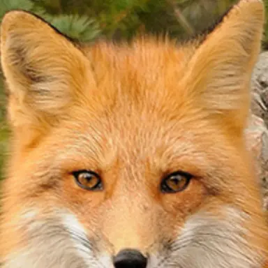 Profile image of 여우
