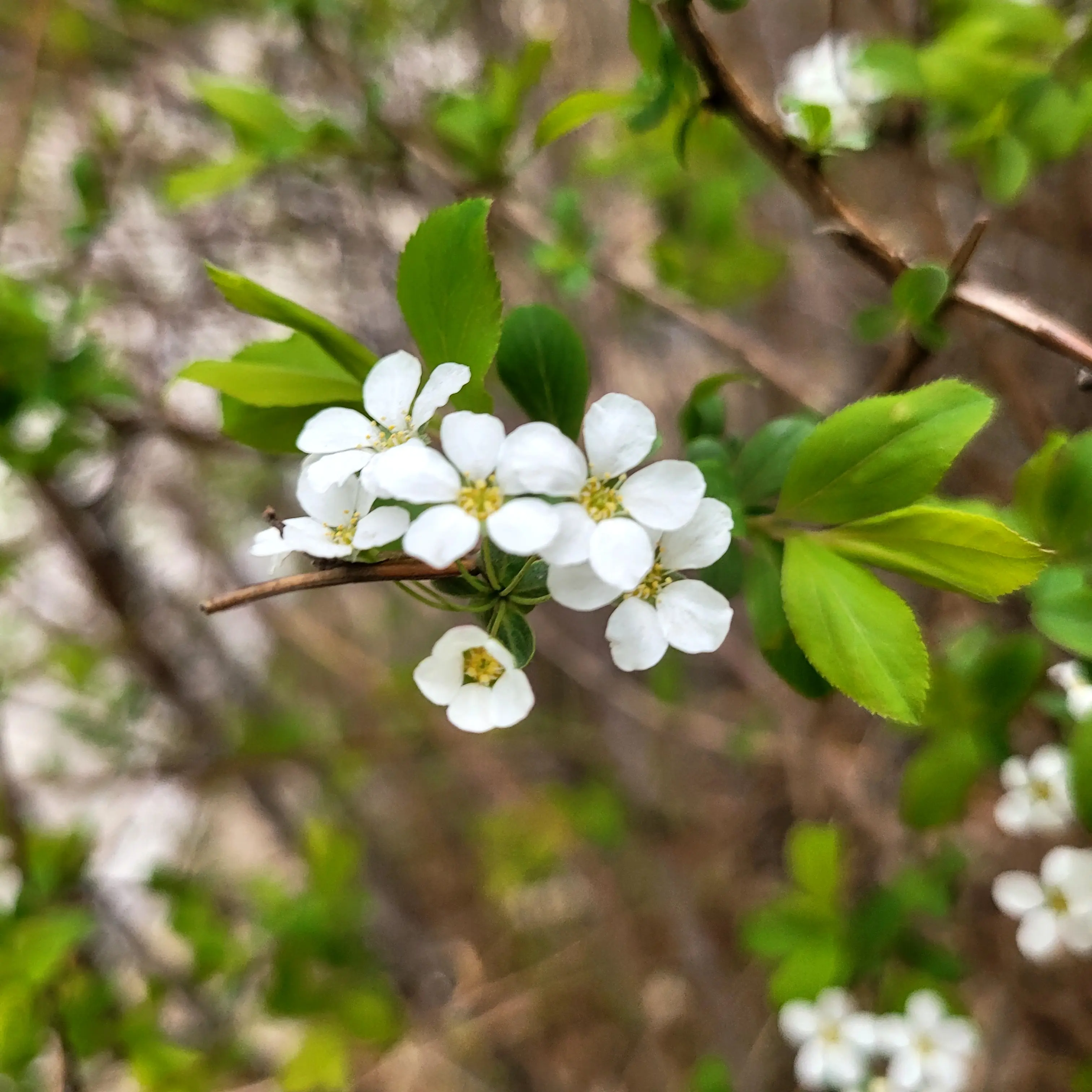 DaftRival6458의 젼원우