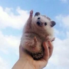 따봉도치