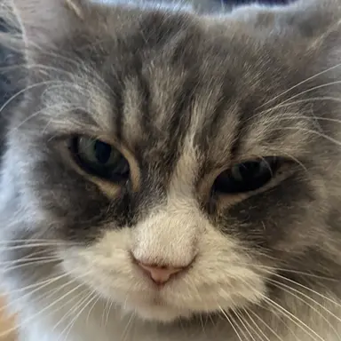 Profile image of 콜라비