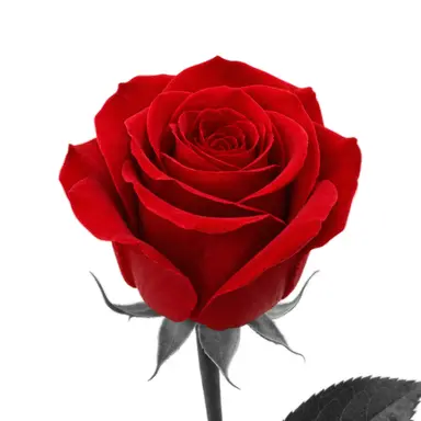 Profile image of アレックス