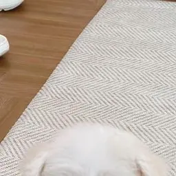 wkwk의 조효정