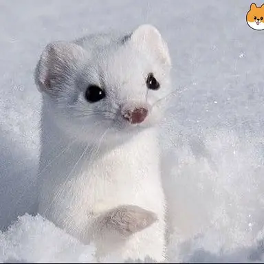 Profile image of 유키노 유메