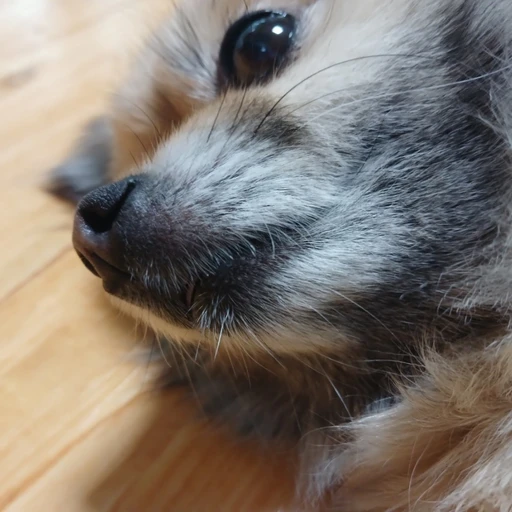 로코코코