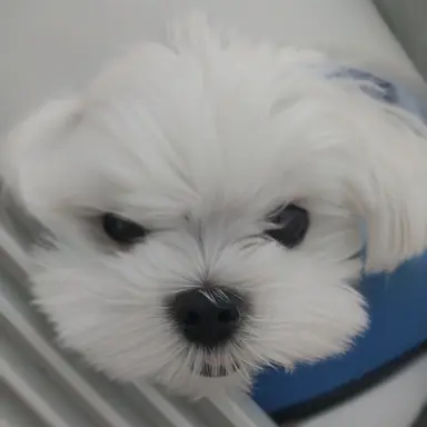Profile image of チェ・ナヨン