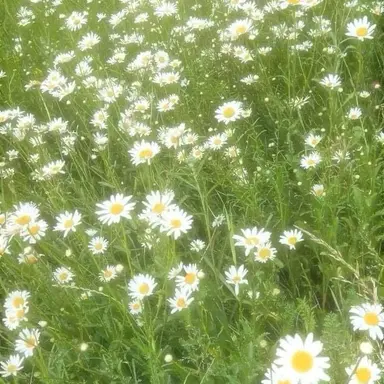 Profile image of 공룡