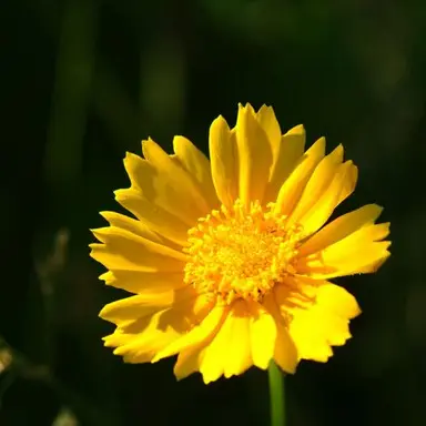 Profile image of 각별