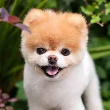 마르티즈