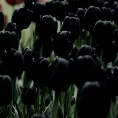 Profile image of Vee