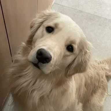 Profile image of ユノ