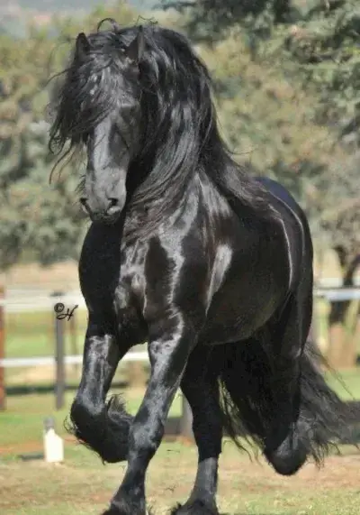 RashFez5598의 Torquil the Clydesdale