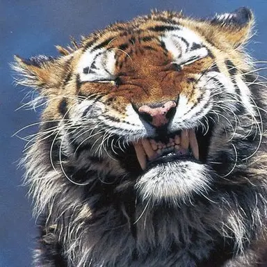 Profile image of Koa