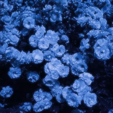 Profile image of 파이브