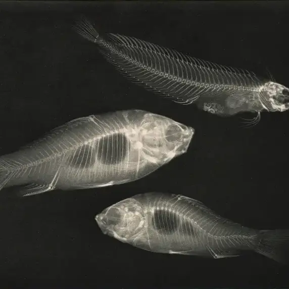 justification...의 ­