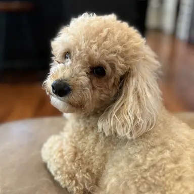 Profile image of 덕개