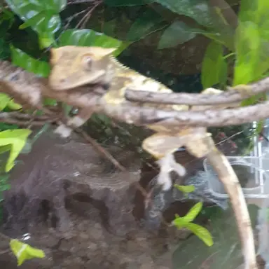 Profile image of 새용이