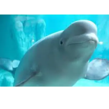 Profile image of 플리