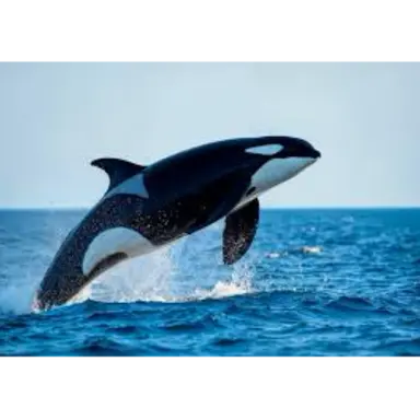 Profile image of 플루