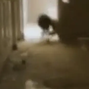 Profile image of 하운드