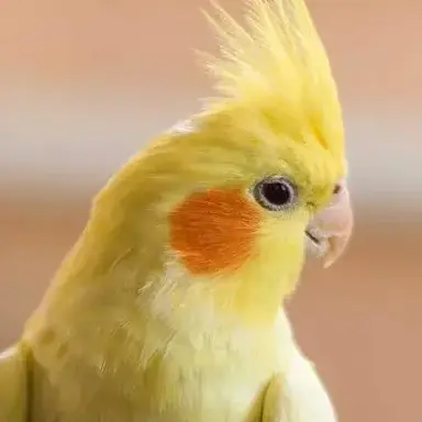 Profile image of 또또