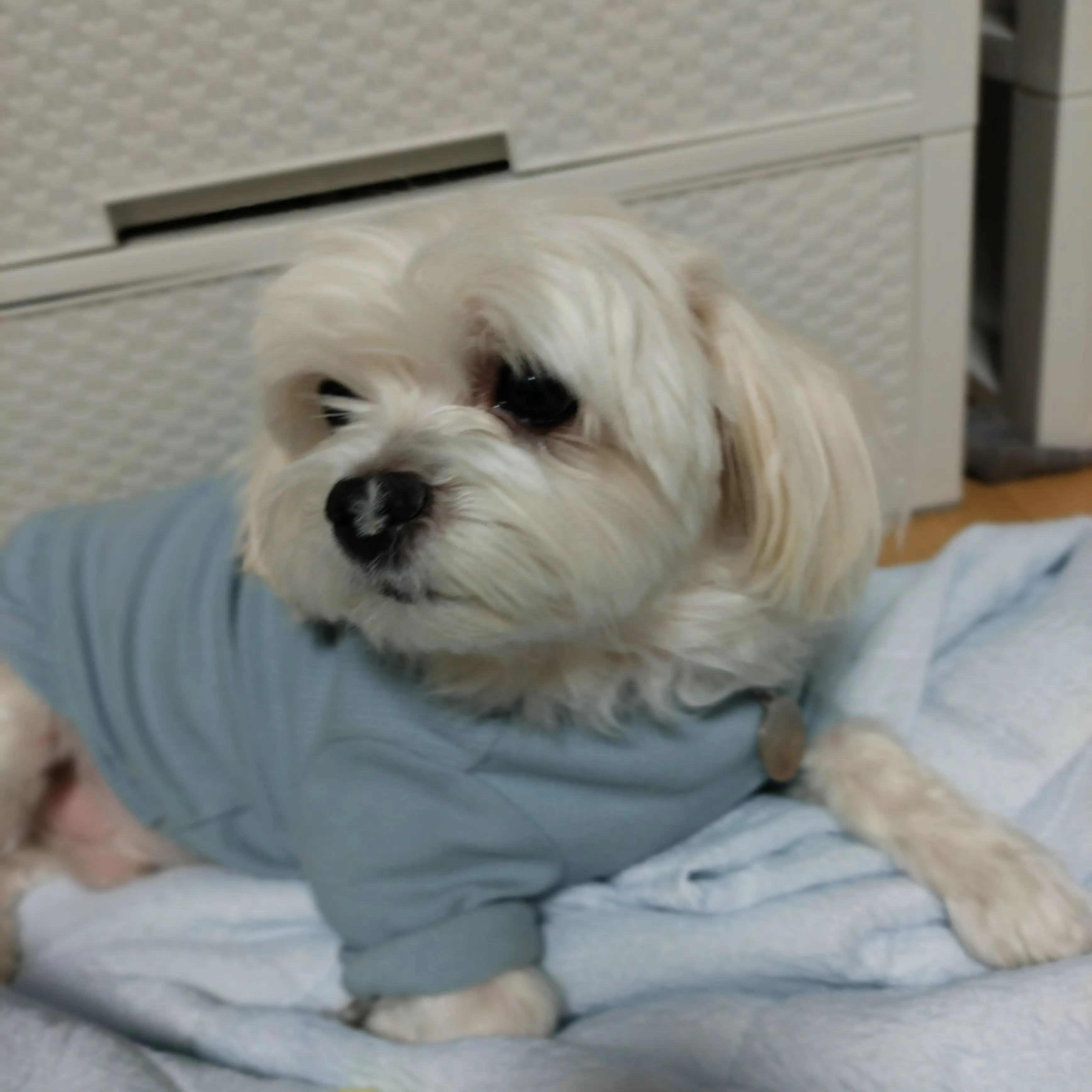 p.i의 컬러 초능력학교