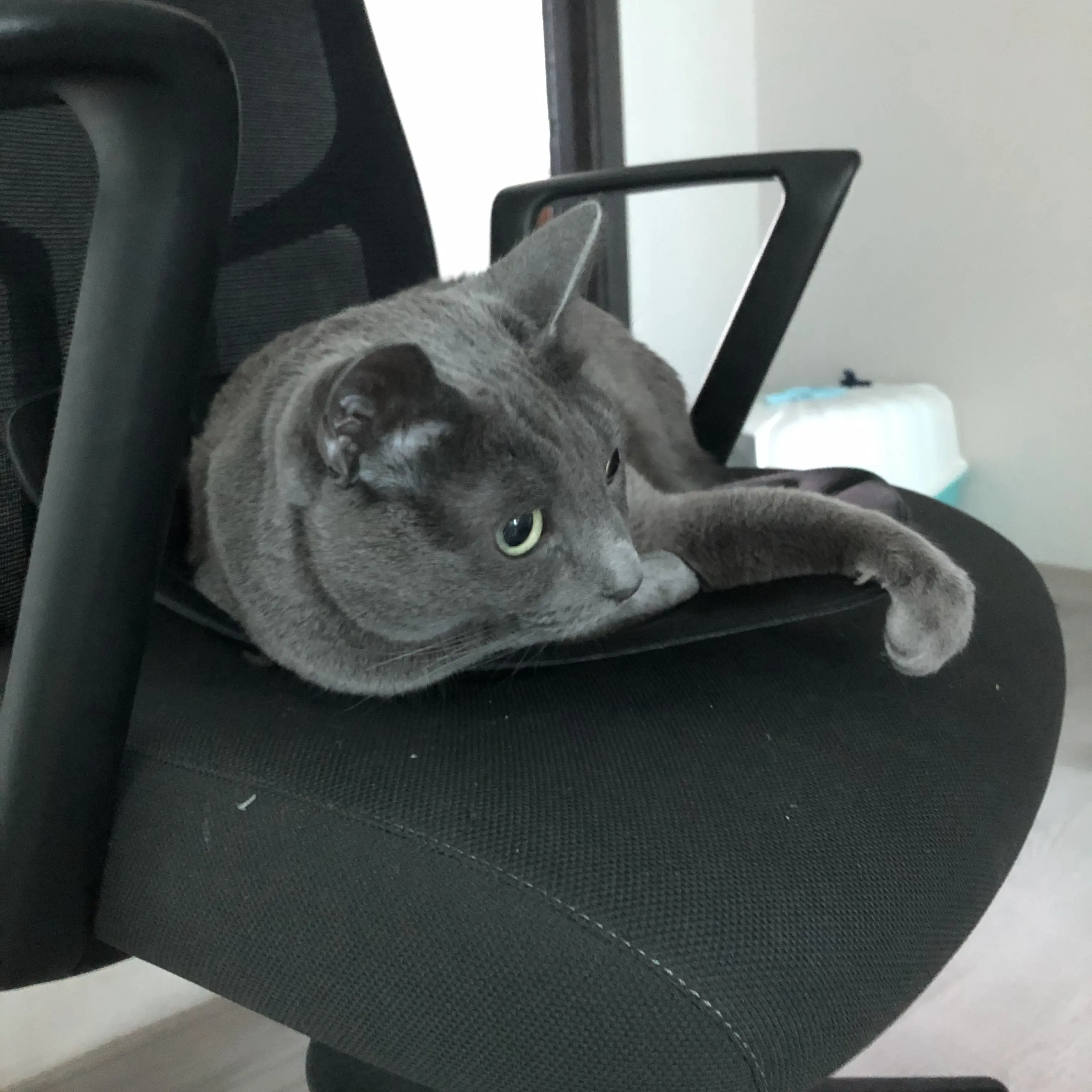 phantombow의 호시