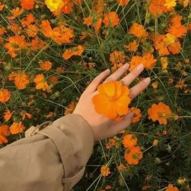 Profile image of 오렌지 앰버