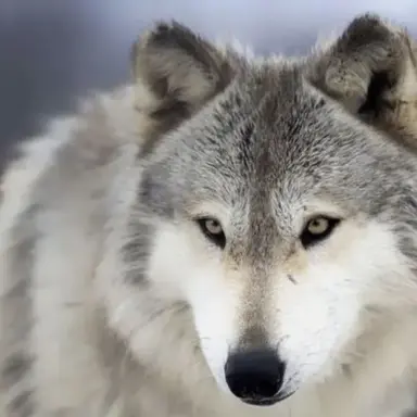 Profile image of 늑대